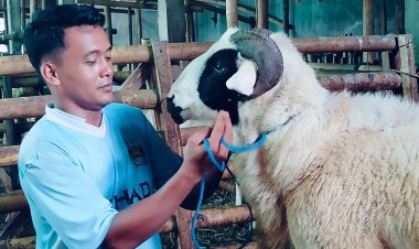 Dari Kandang Gebang ke Arena Lomba: Domba Purworejo Tembus Rp500 Juta, Peternak Muda Incar Ikon Sate Daerah