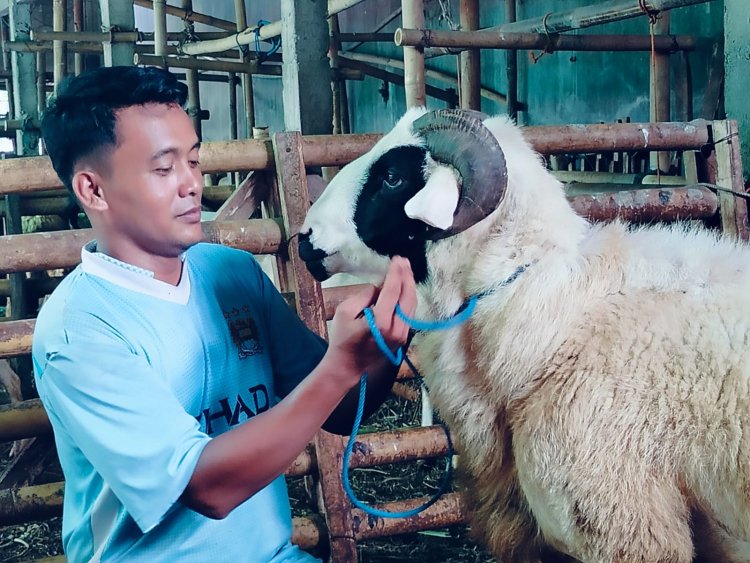 Dari Kandang Gebang ke Arena Lomba: Domba Purworejo Tembus Rp500 Juta, Peternak Muda Incar Ikon Sate Daerah