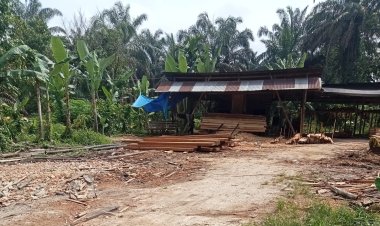 Dibekingi Tokah  Adat,  17 Sawmill Illegal Bebas    Beroperasi  di Teratak Buluh. —Detik Aktual News.com