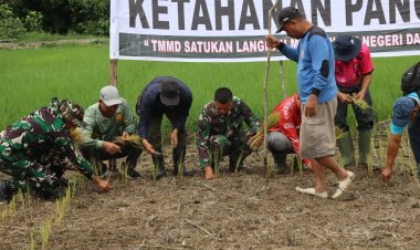 Sinergitas Perkuat Swasembada Pangan di Pelosok Desa, Satgas TMMD Ke-129 Kodim 0313/KPR Turun ke Sawah Tanam Padi Di Kuala Panduk