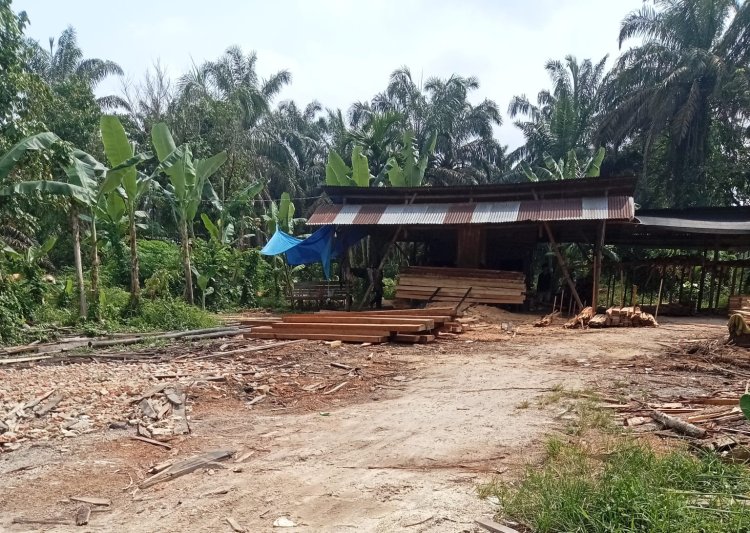 Dibekingi Tokah  Adat,  17 Sawmill Illegal Bebas    Beroperasi  di Teratak Buluh. —Detik Aktual News.com