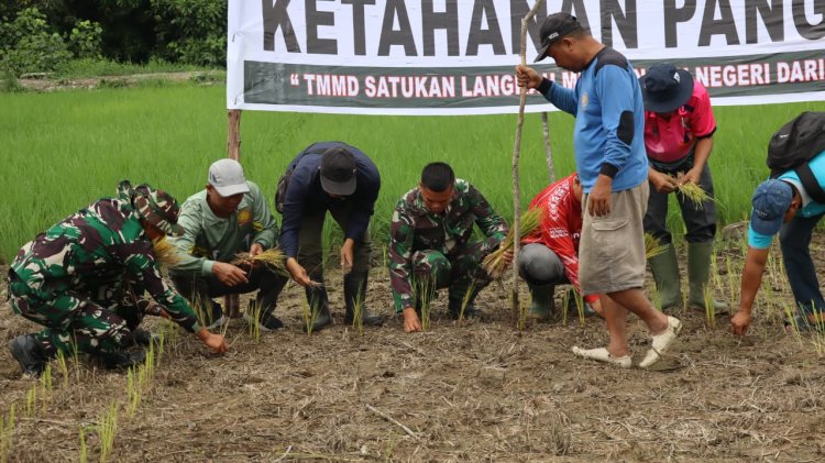 Sinergitas Perkuat Swasembada Pangan di Pelosok Desa, Satgas TMMD Ke-129 Kodim 0313/KPR Turun ke Sawah Tanam Padi Di Kuala Panduk